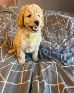 Cute Mini Goldendoodles- ONE HANDSOME BOY LEFT!!! +1 (559) 745-5646  #1740866