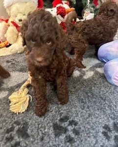 Double Doodle health tested puppies Ready NOW +1(559) 745-5646 #1741311