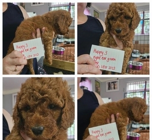 EXCEPTIONAL DOUBLE DOODLES READY NOW +1 (559) 745-5646  #1740868