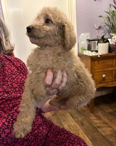 LAST 2 BOYS AND 3 GIRLS READY NOW  F1b minigoldenDOODLES +1(559) 745-5646 #1741312