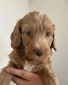 Miniature Goldendoodle Puppies +1 (559) 745-5646  #1740870