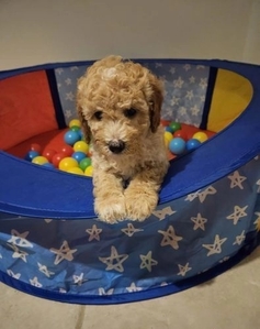 Stunning Small Miniature Goldendoodle Puppies +1(559) 745-5646 #1741309