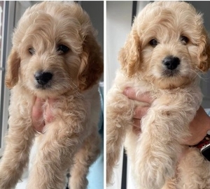 Two boys & two girls LEFT HOMEBRED MINIATUREGoldendoodles F1B +1 (559) 745-5646 #1741106
