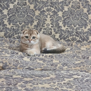 Пропажа домашнего кота  #1741532