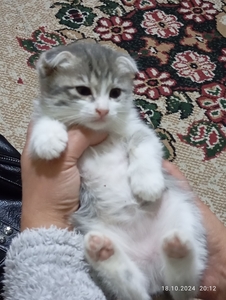 Срочно продаются не дорого котята #1746389