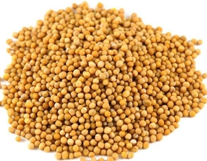 Горчица жёлтая #1718027